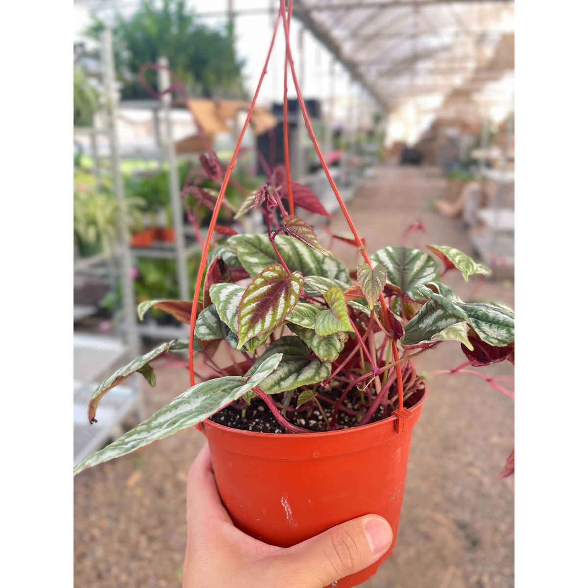 Begonia Rex Vine - Maceta de 6"