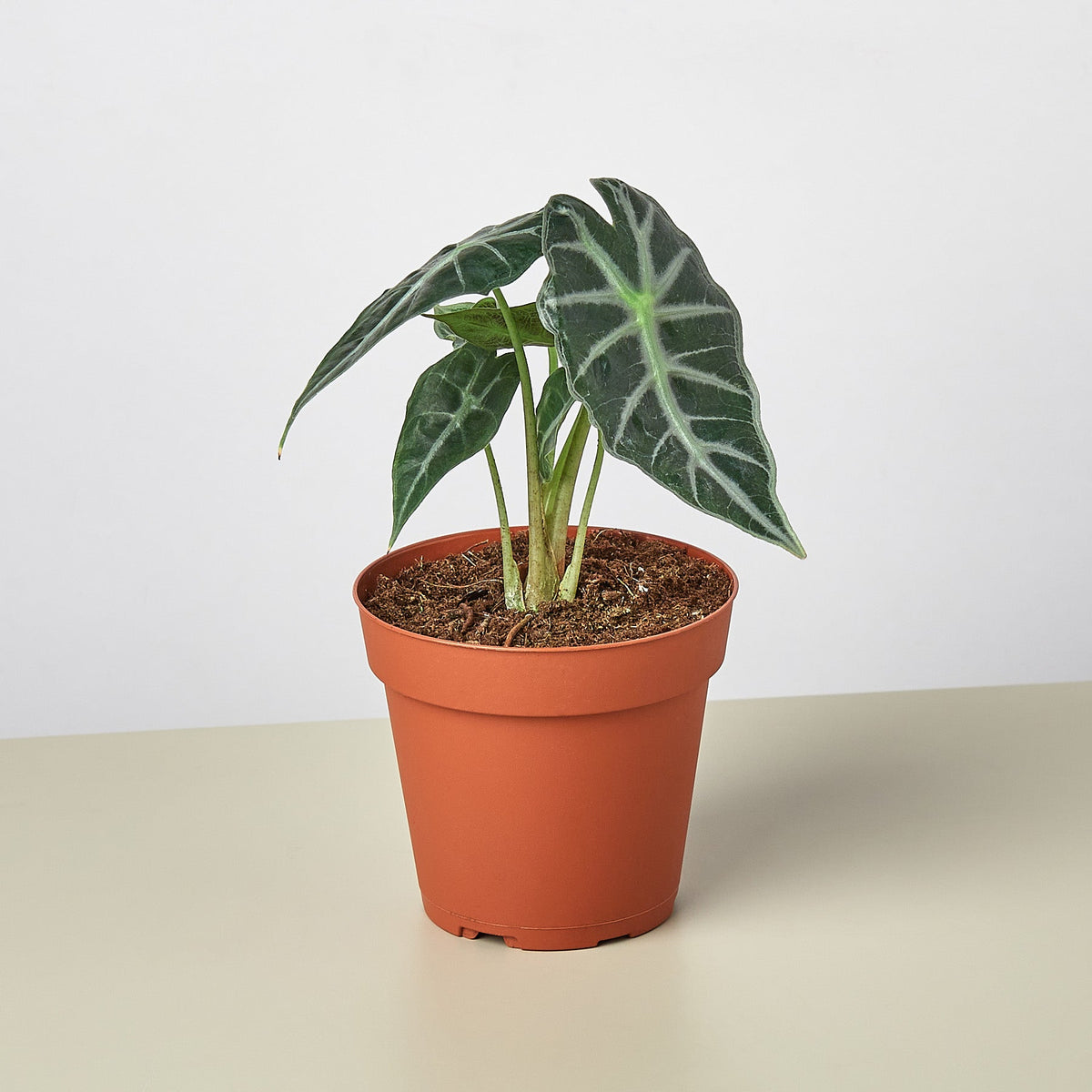 Alocasia Amazonica 'Bambino' - Maceta de 4"