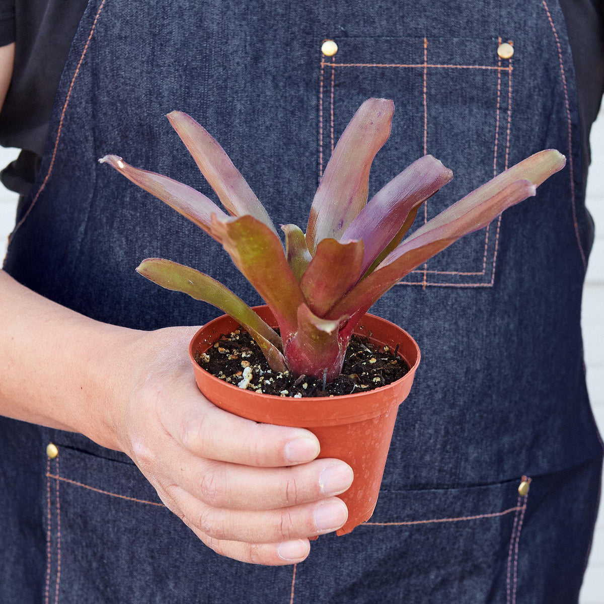 Bromelia 'Fireball'