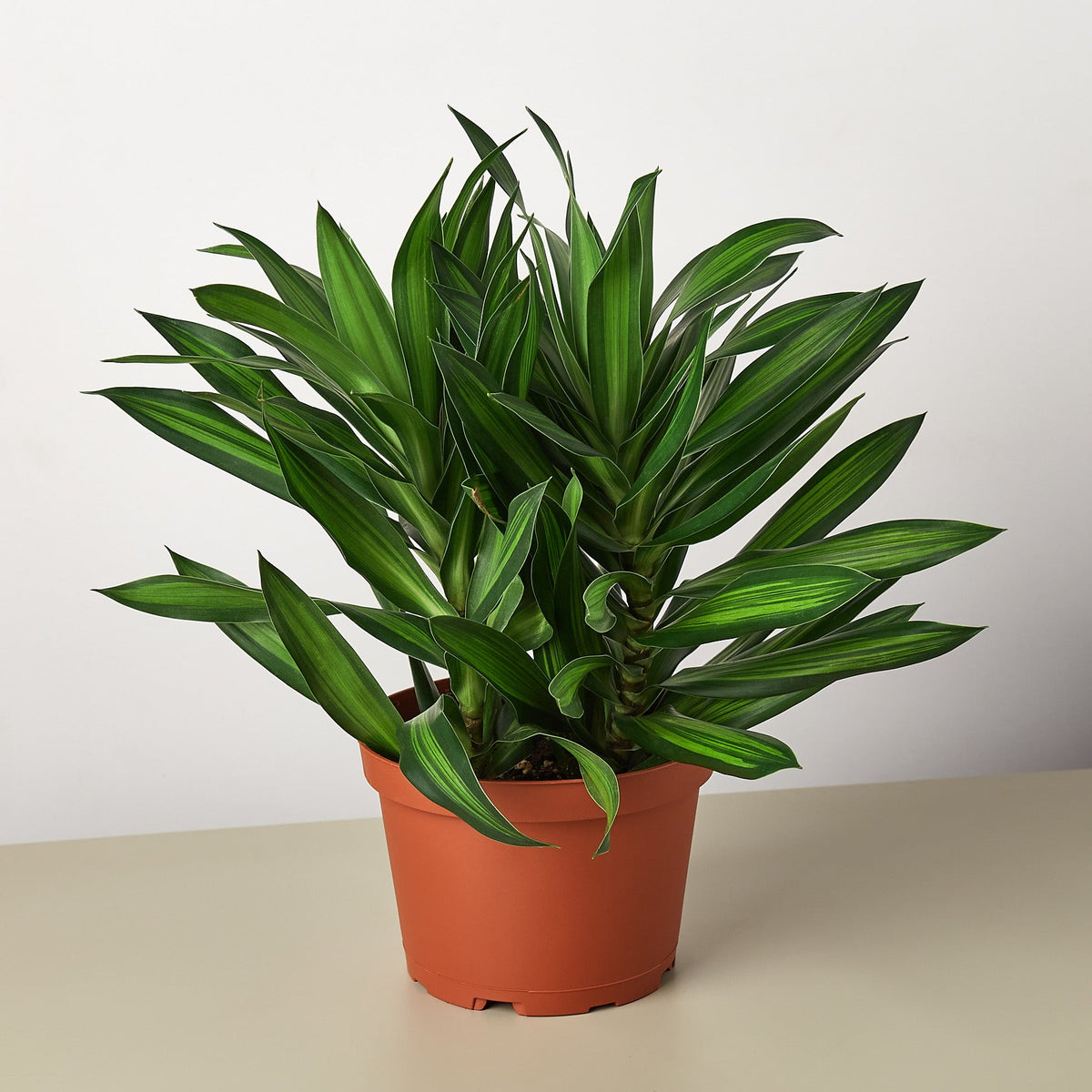 Dracaena 'Canción de Jamaica'
