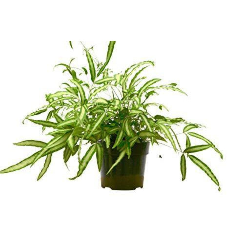 Pteris Cretica 'Albo' (Helecho)