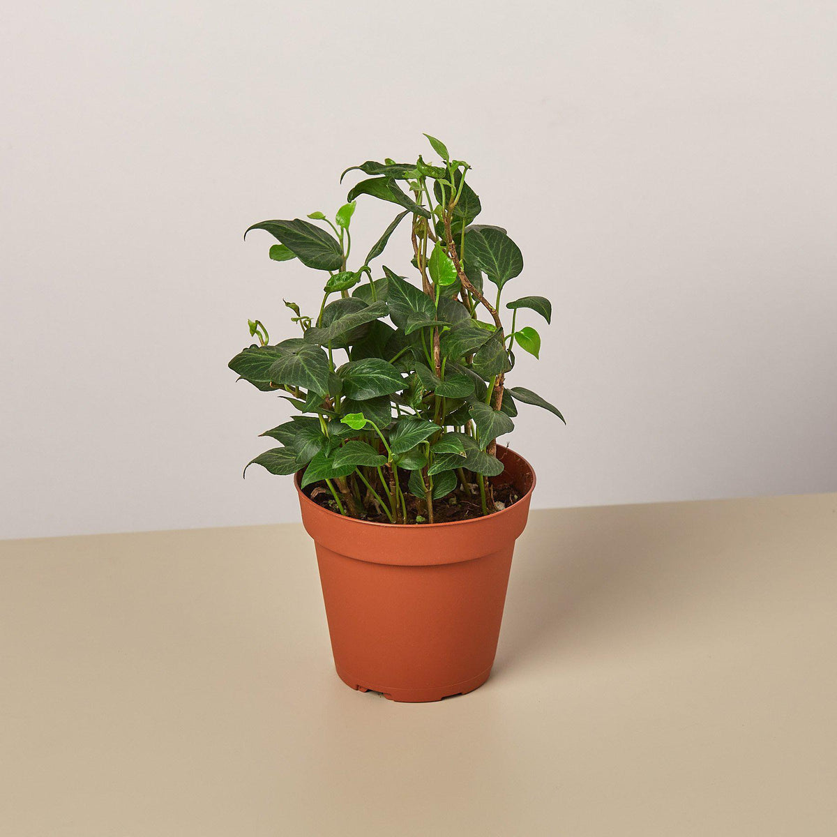 Hiedra inglesa 'Teardrop'
