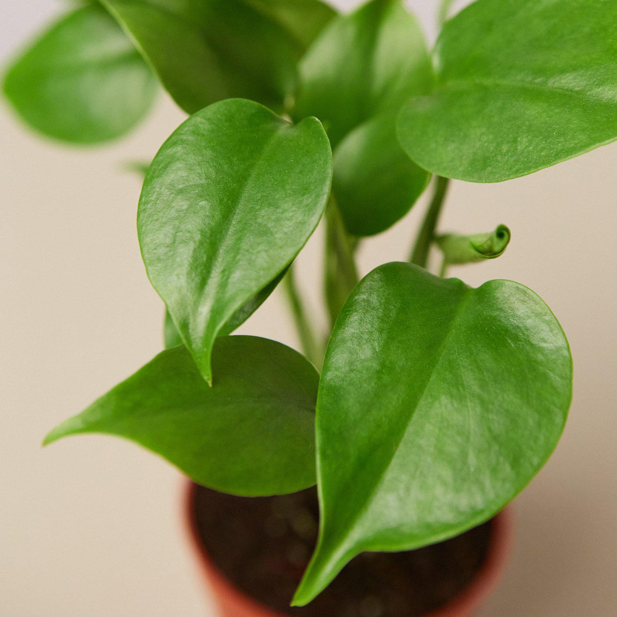 Monstera 'Hoja Partida'