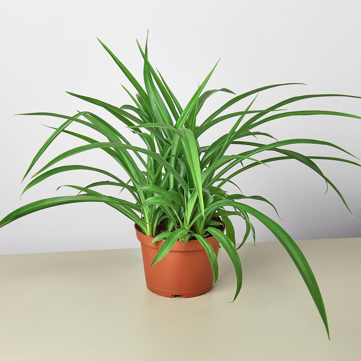 Planta araña 'Verde'