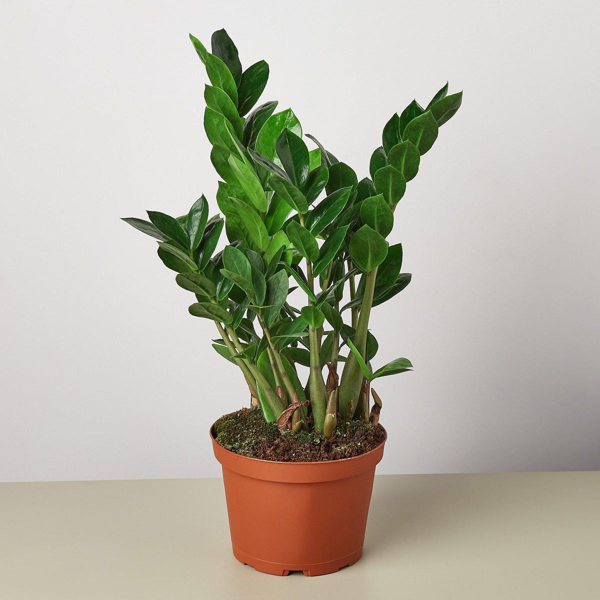 赞美乌克拉 (Zamioculcas Zamiifolia 'ZZ')