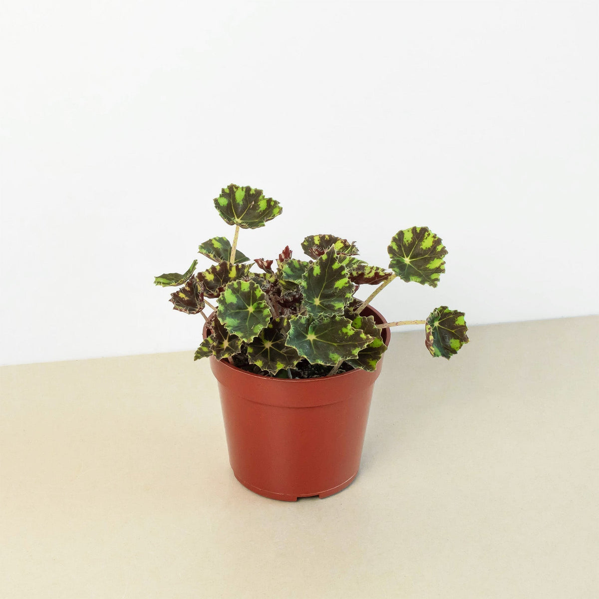 Begonia Tiger Paws - Maceta de 6"