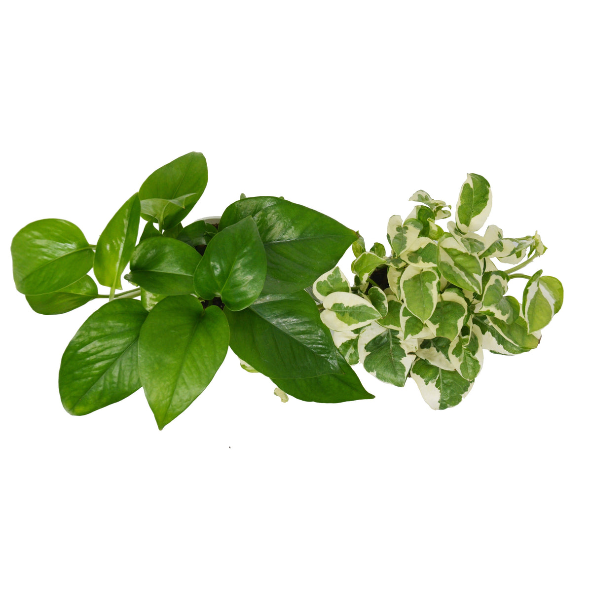2盆绿萝组合装/4英寸盆栽/活体植物/家庭园艺植物