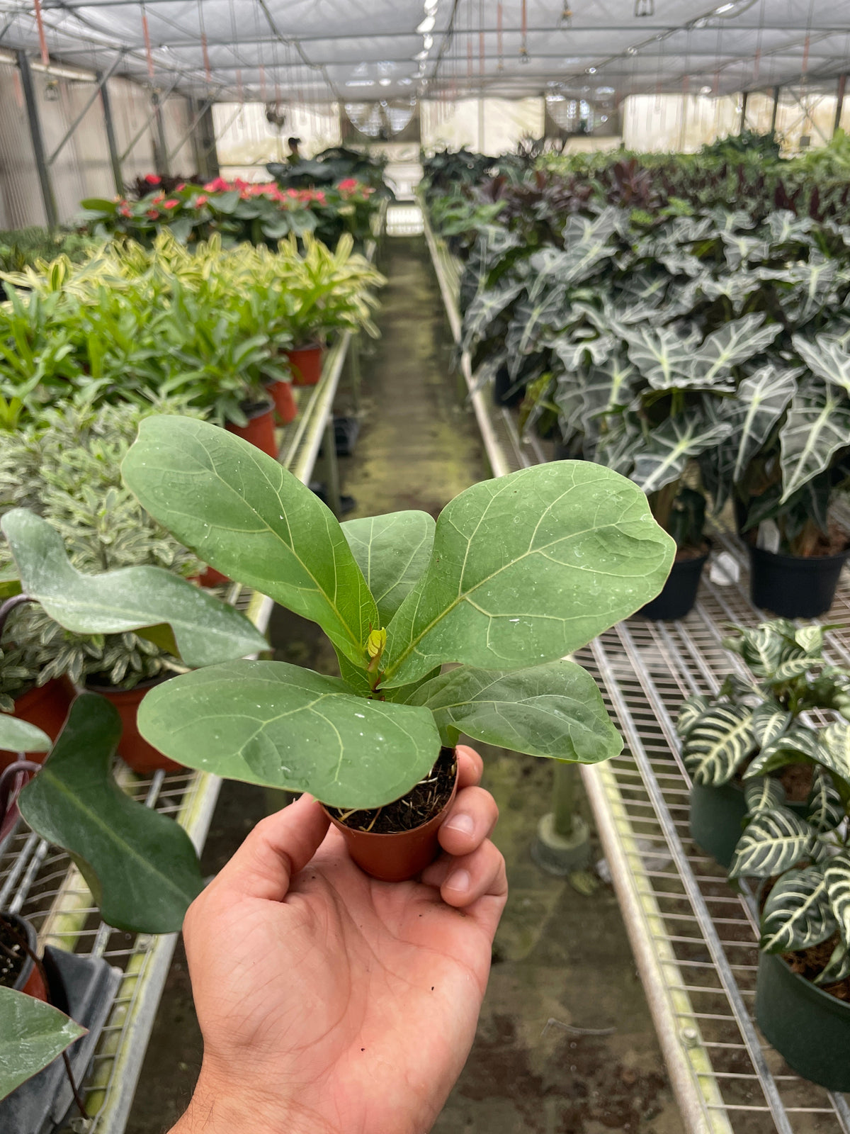 Ficus Lyrata 'Higuera Hoja de Violín'