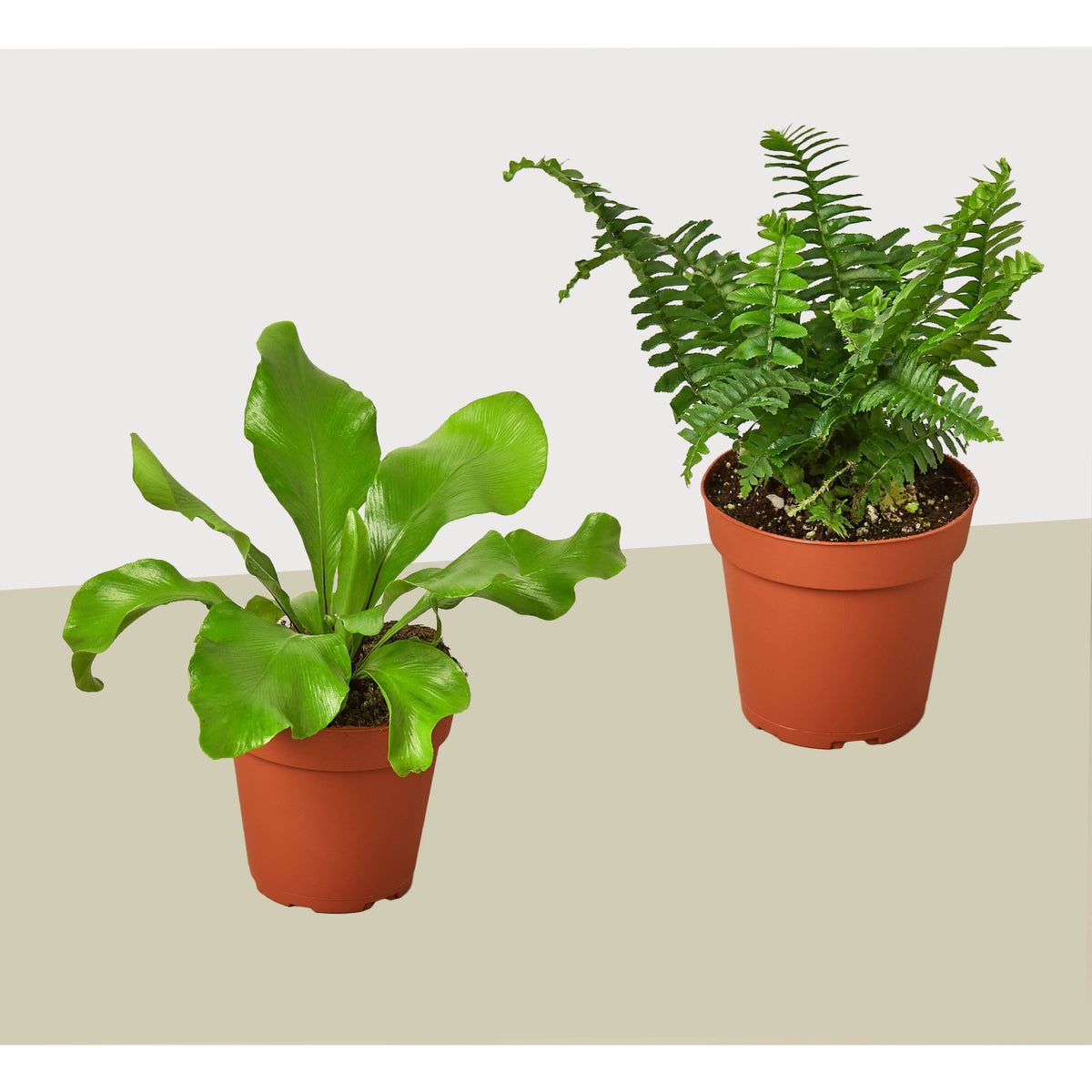 2 蕨类植物组合装 - 鲜活植物 - 免费养护指南 - 4英寸盆 - 室内植物