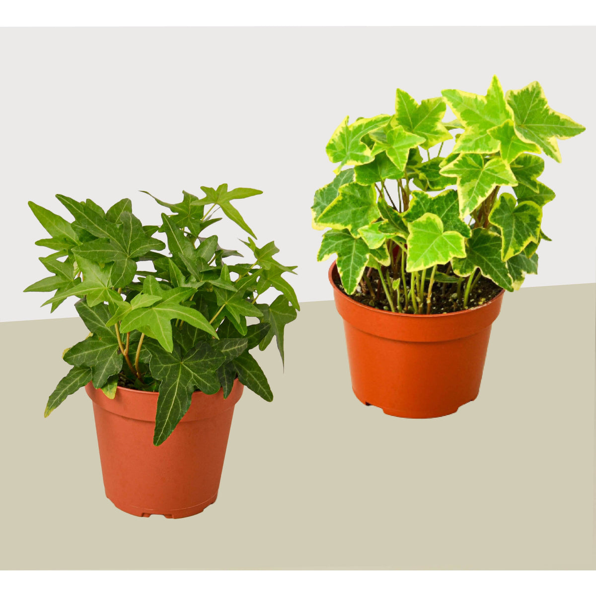 2种英国常春藤组合装 - 室内活植物 - 免费养护指南 - 4英寸盆栽