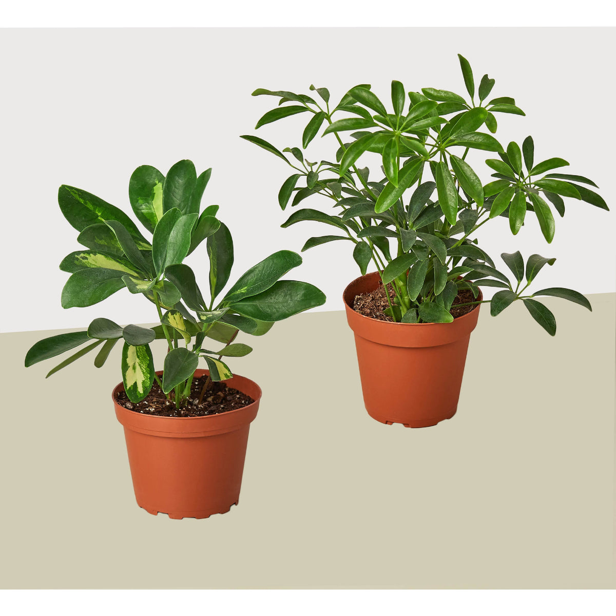 Paquete variado de 2 plantas Schefflera diferentes - Planta de interior viva - Guía de cuidado GRATIS
