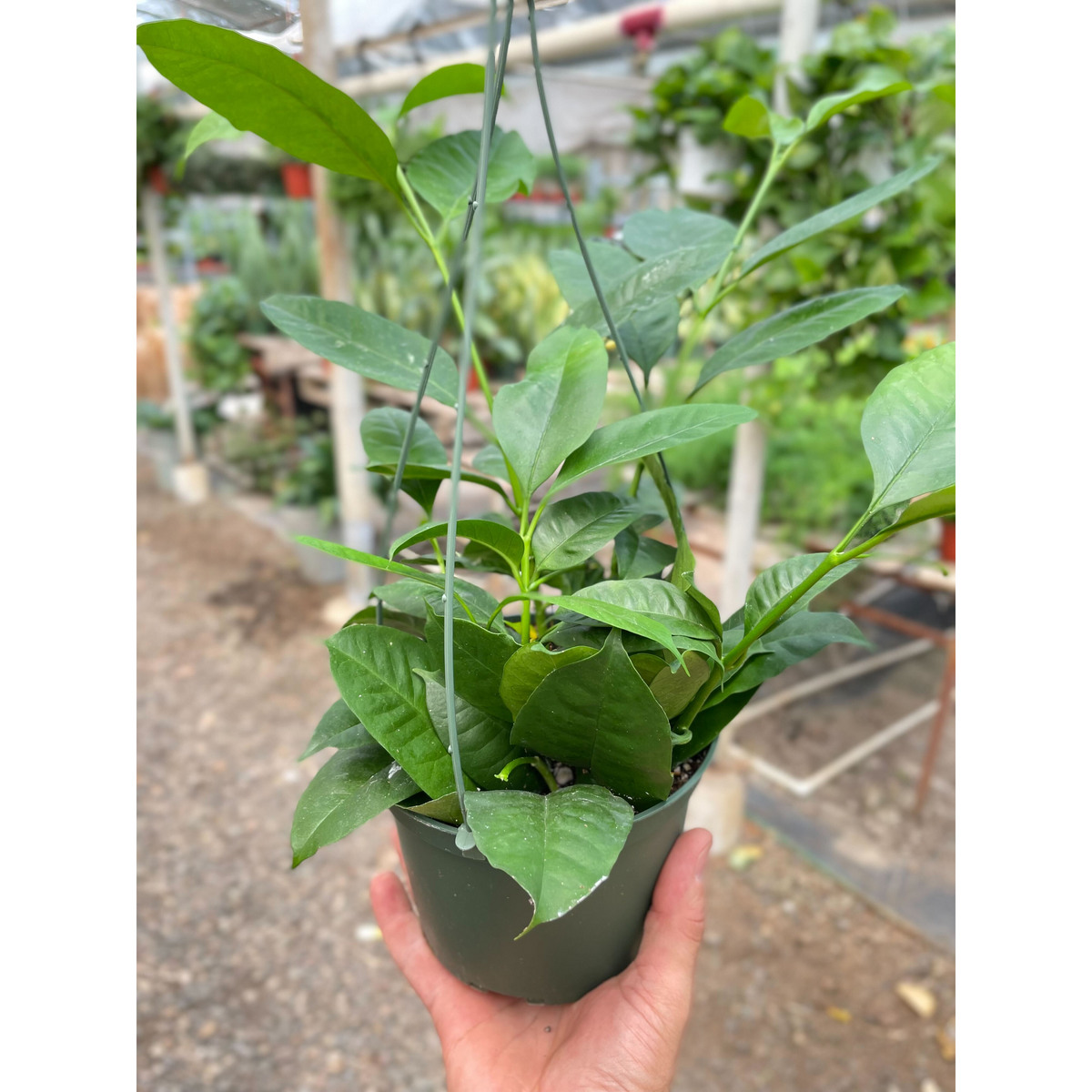 Hoya 'Estrella Fugaz'