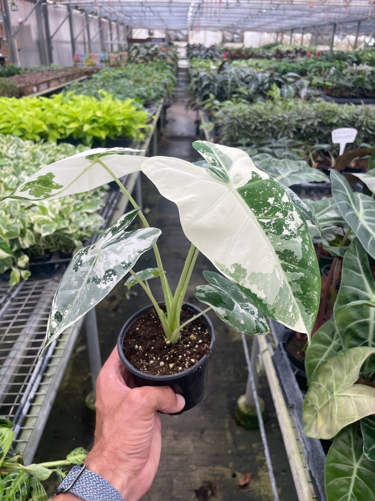 斑叶美叶海芋