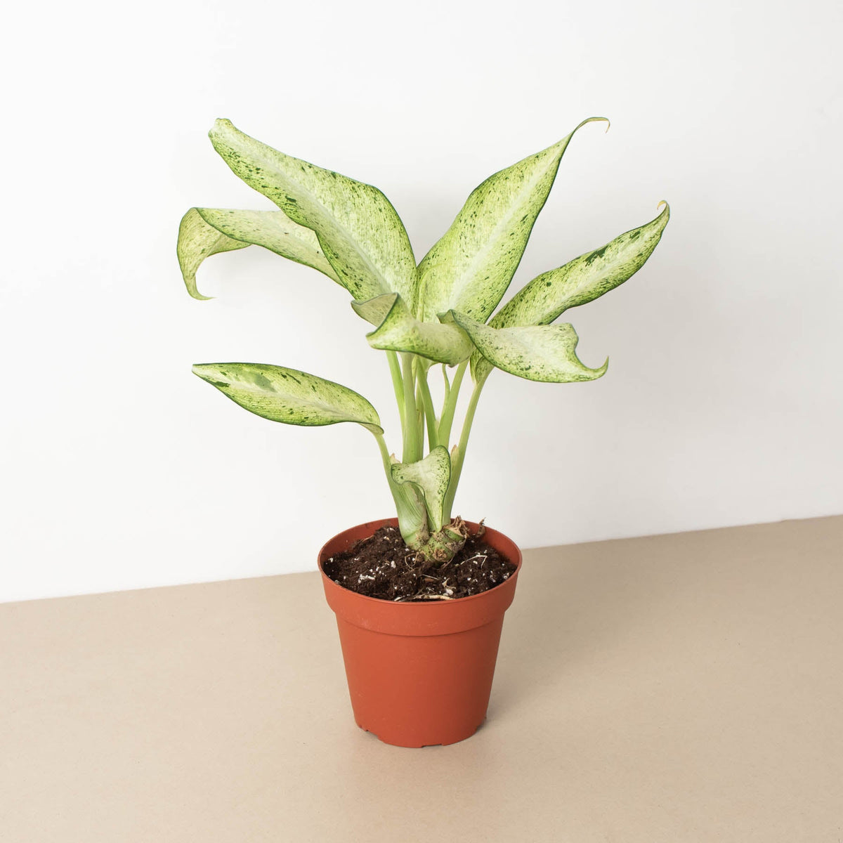 Dieffenbachia 'Camuflaje'
