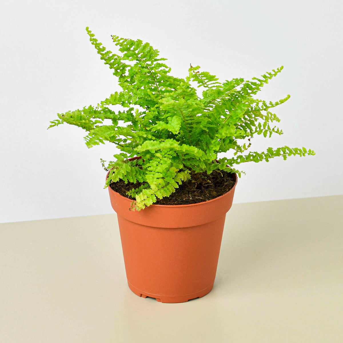 棉花糖蕨