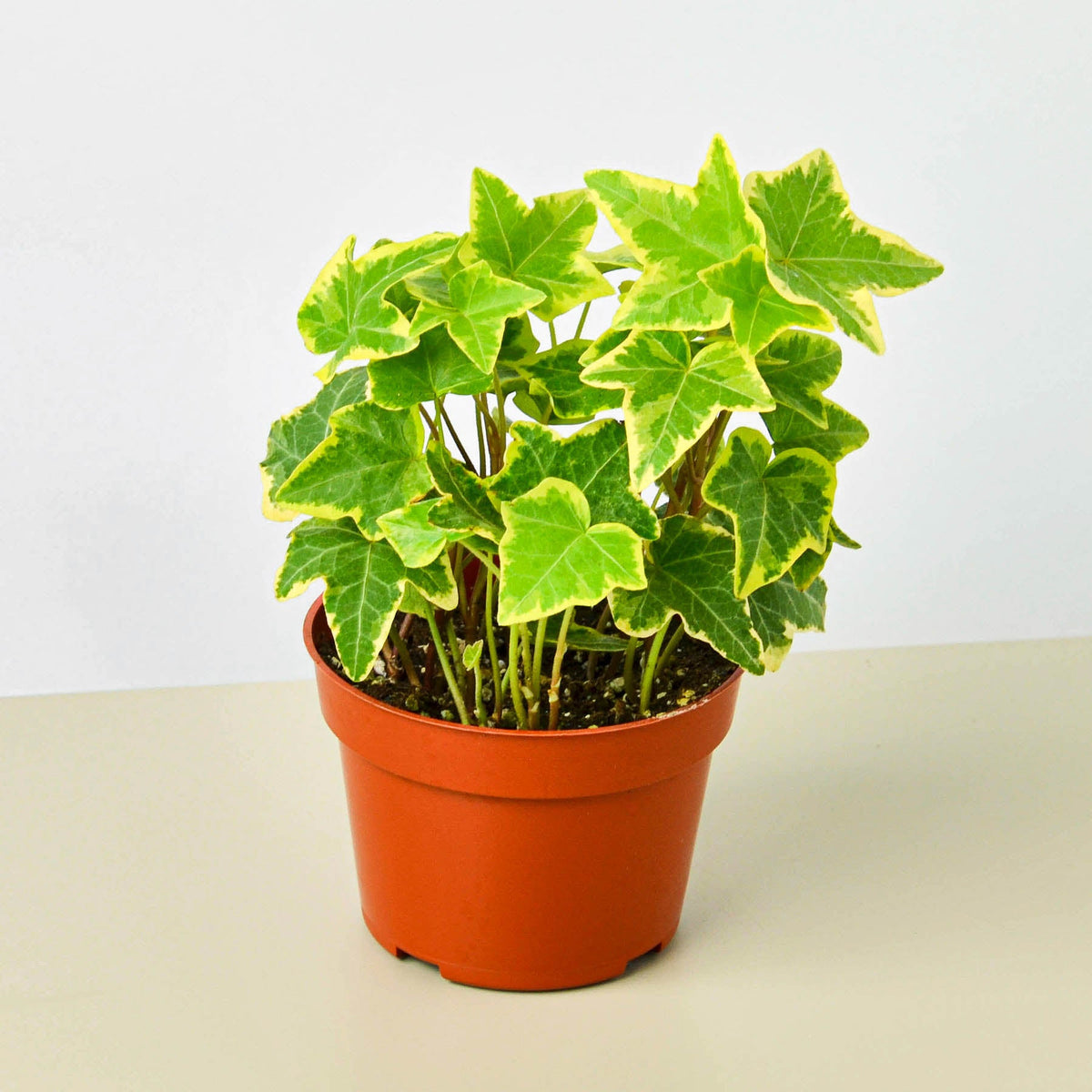 Hiedra inglesa 'Gold Child'