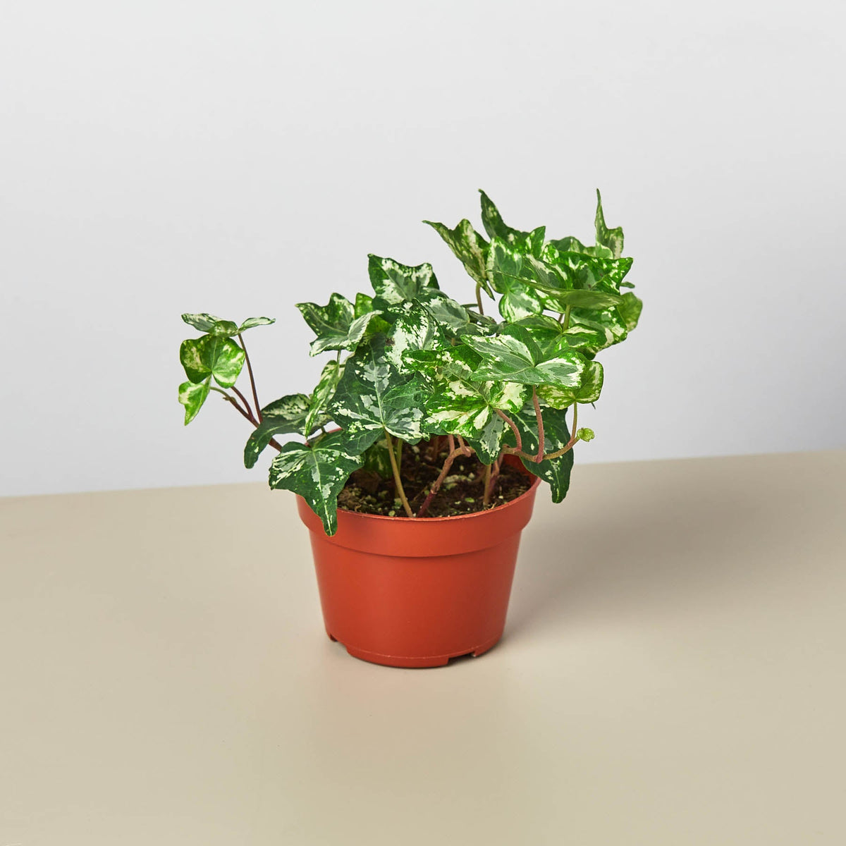 Hiedra inglesa 'Kolibre'