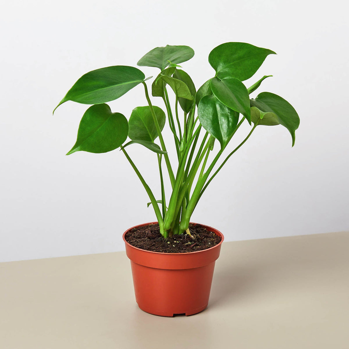Paquete Monstera