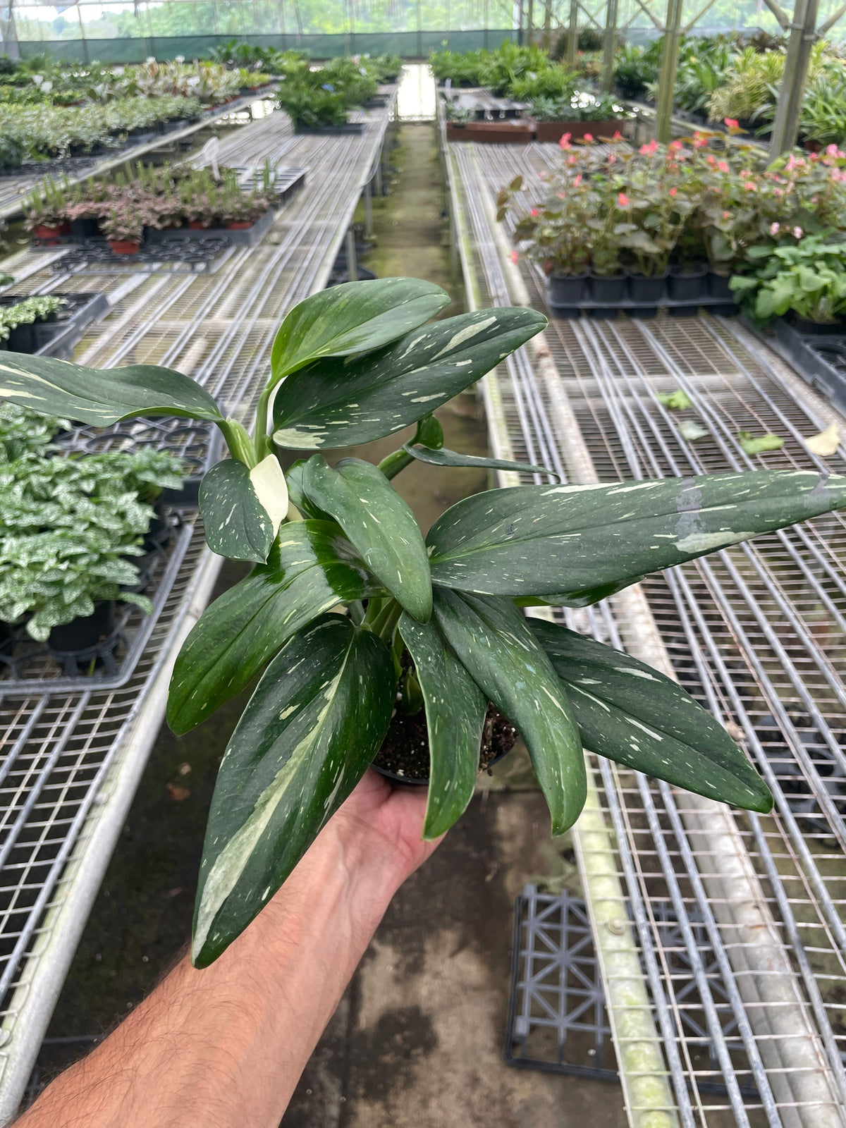 Monstera 'Standeleyana Albo Variegata'