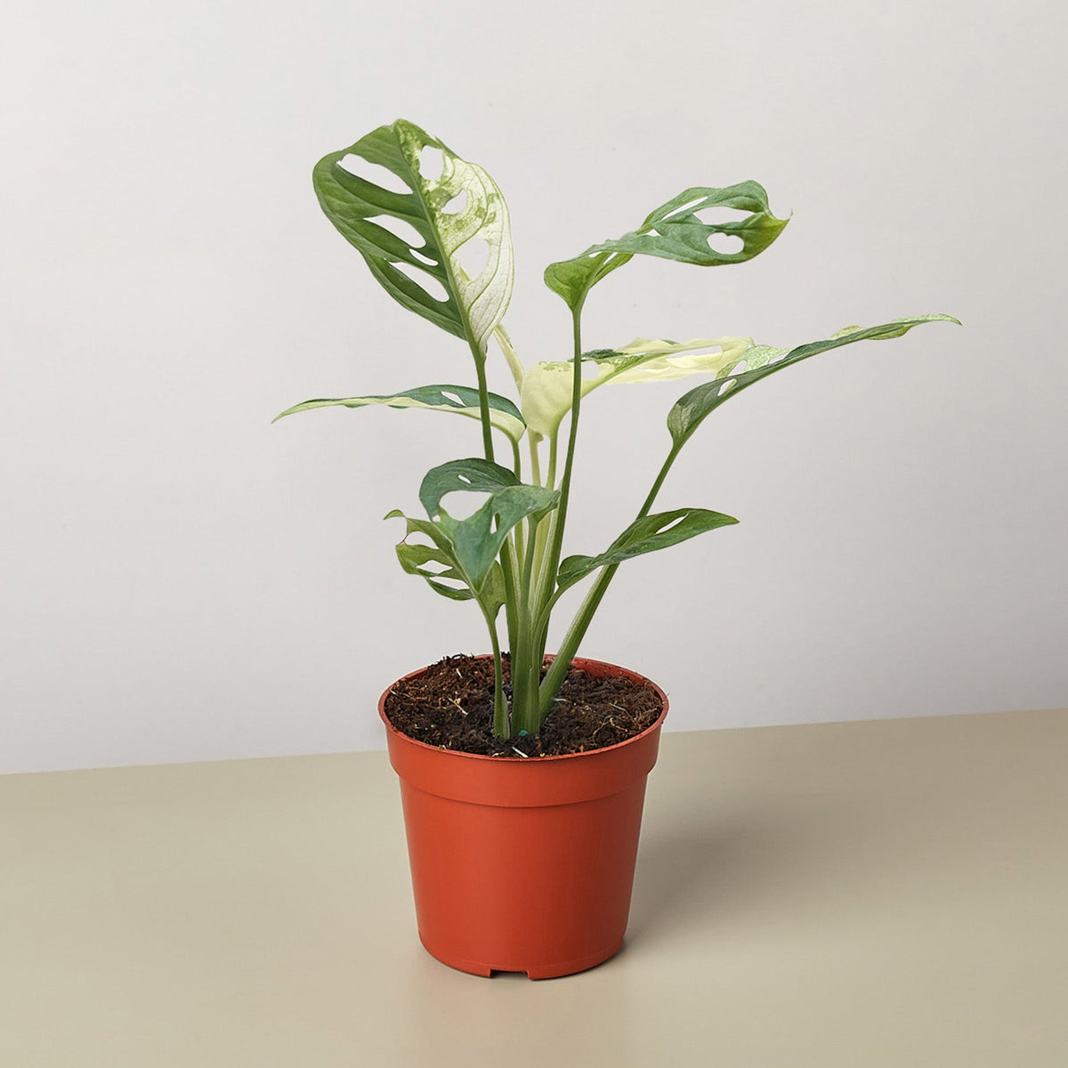 Monstera Adansonii 'Variegada Queso Suizo'
