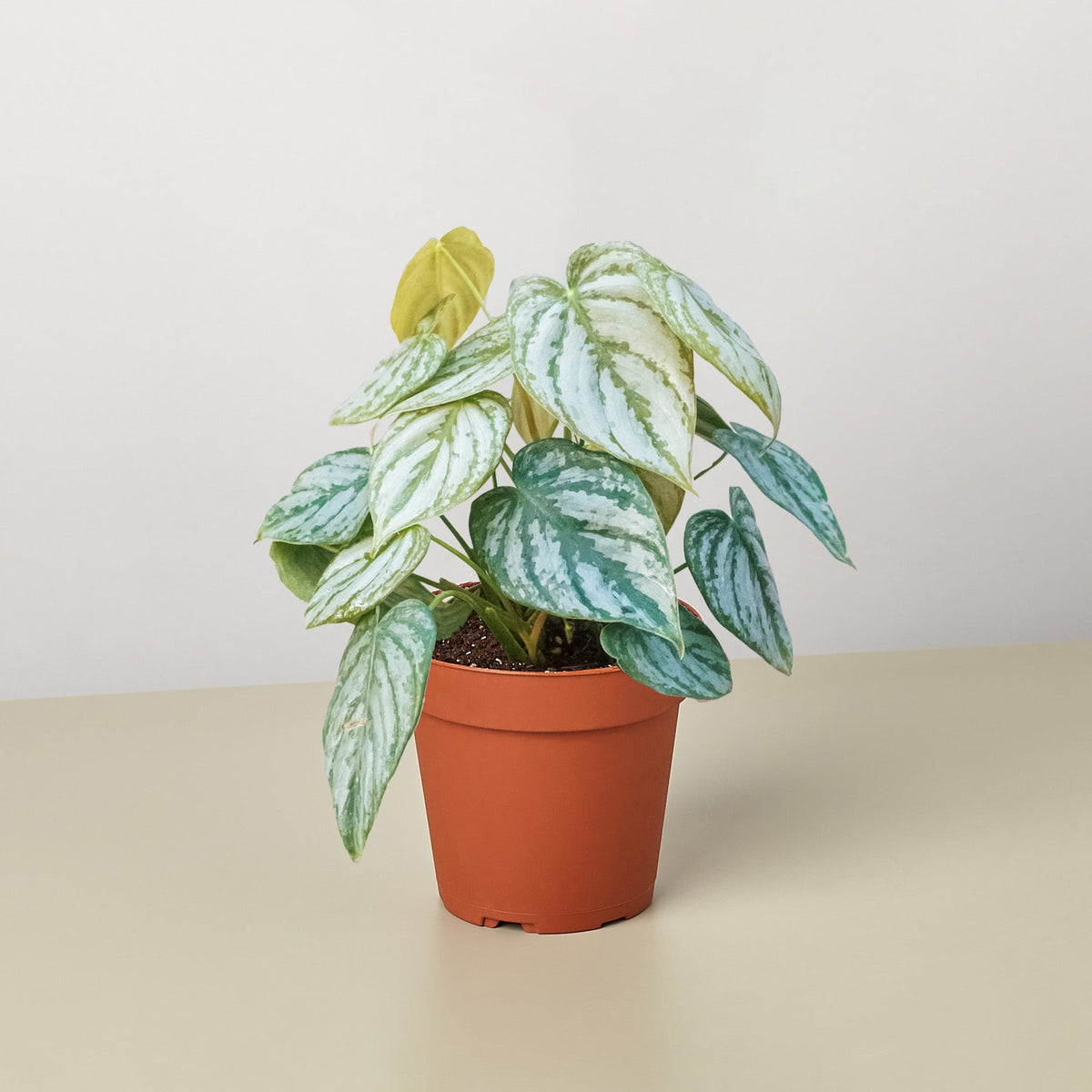 Filodendro 'Brandi'