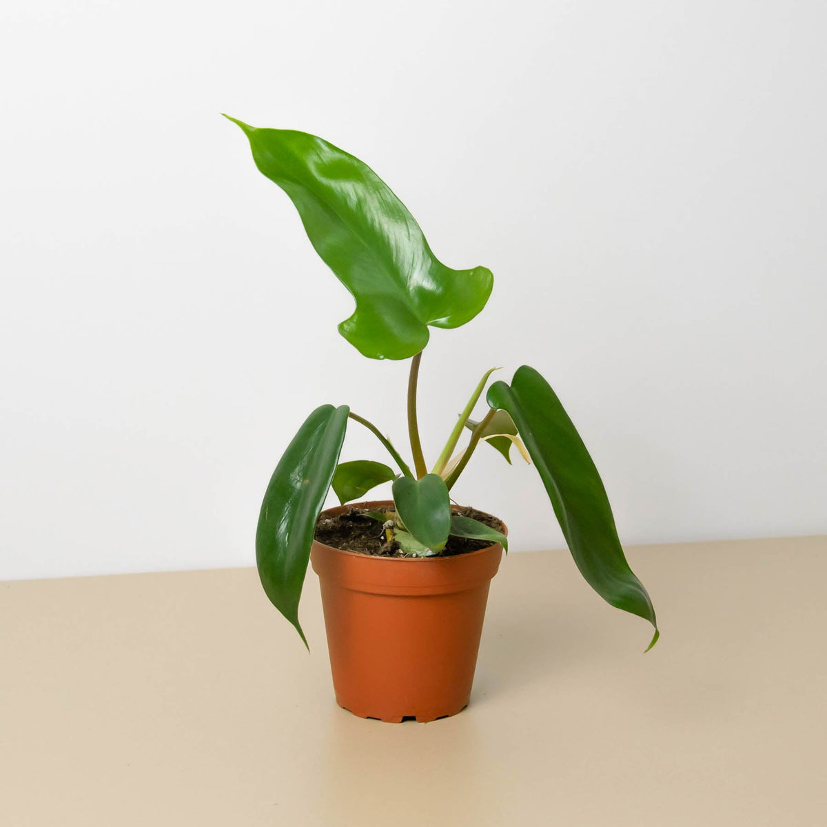 Filodendro 'Florida Green'