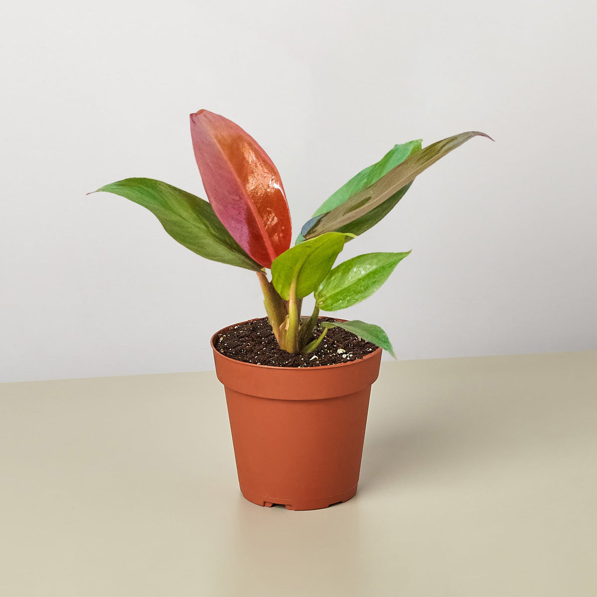 Filodendro 'Sun Red'