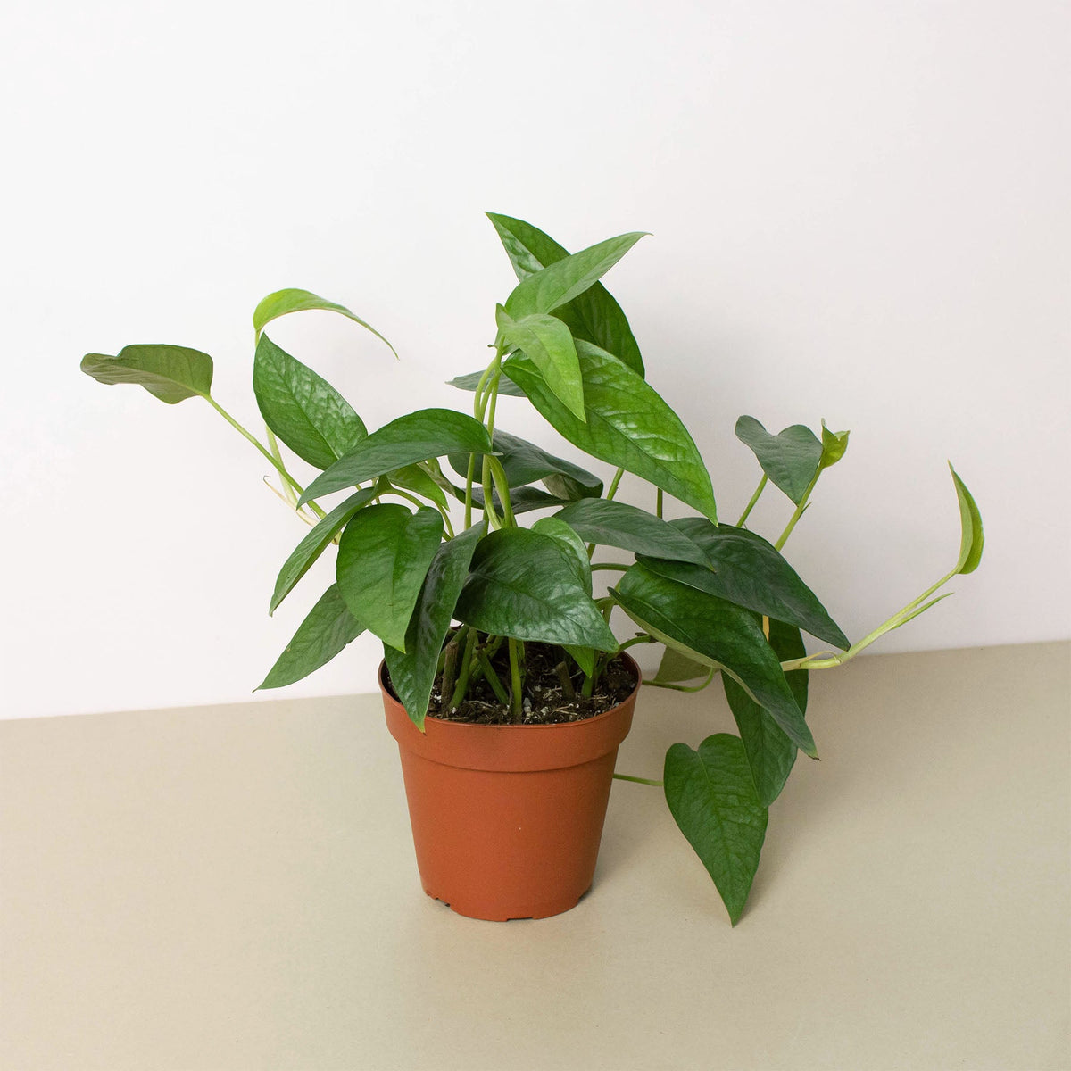 Pothos 'Cebu Azul'