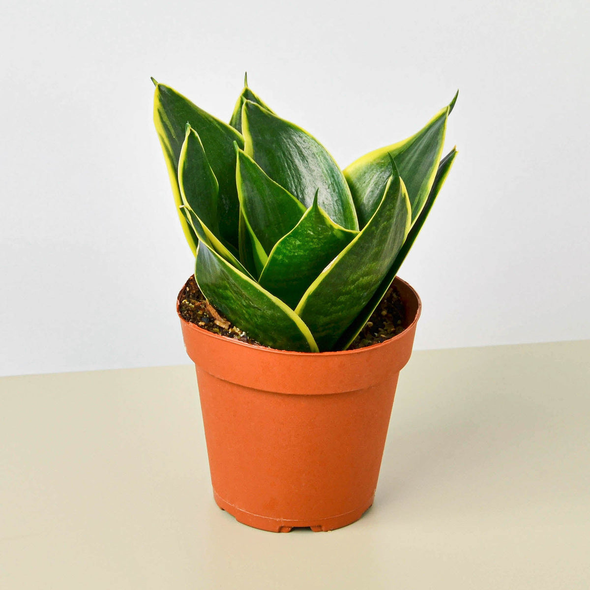 Sansevieria 'Emerald Star'