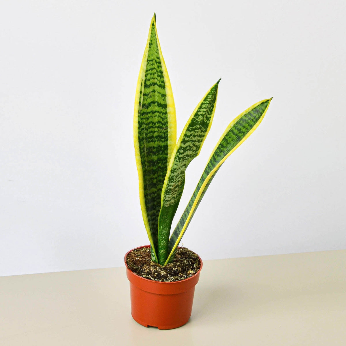 Sansevieria 'Laurentii'