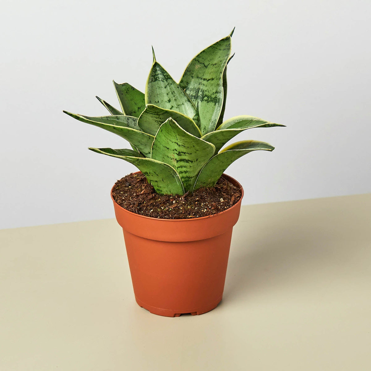 Sansevieria 'Starlight'