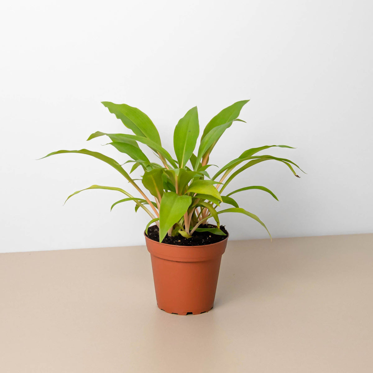Planta araña 'Fire Flash'