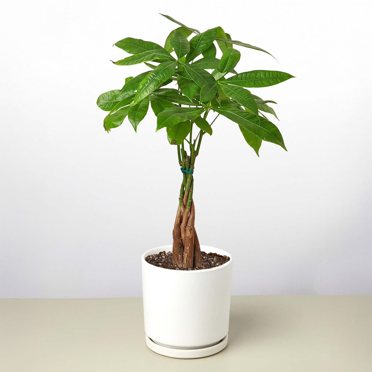 Árbol del Dinero 'Castaño de Guayana' Pachira Trenzada