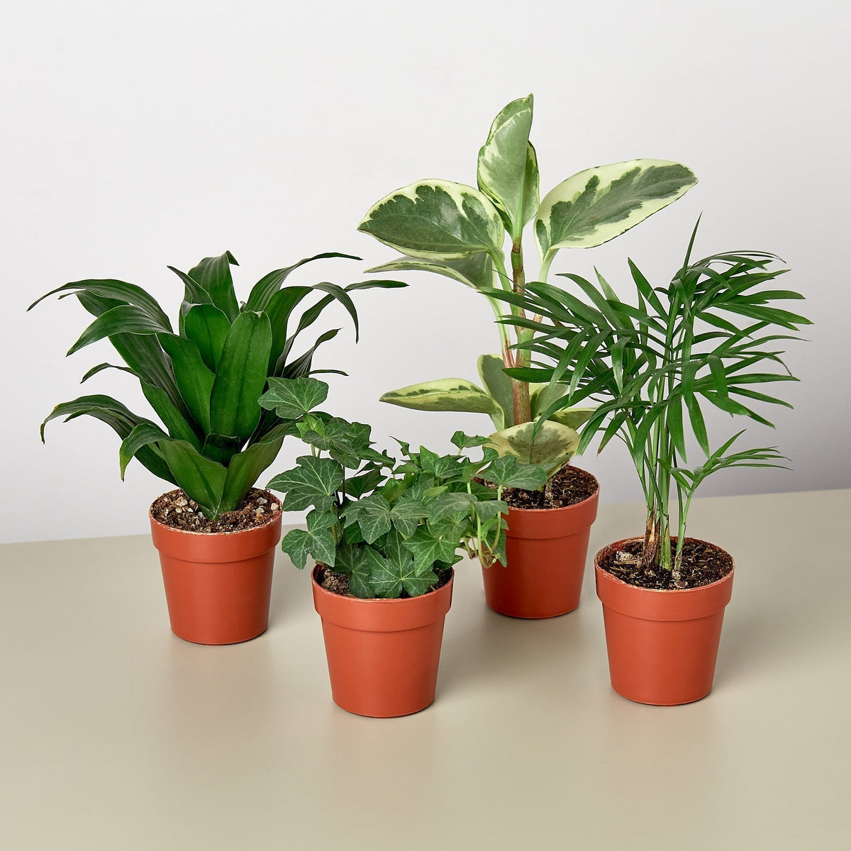 Paquete Surtido de Plantas Tropicales de 3"