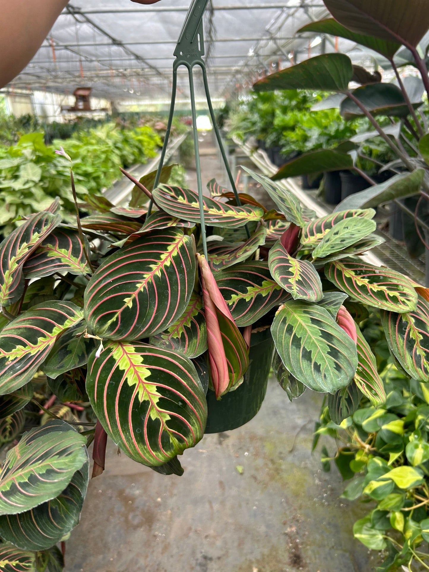 Maranta 'Oración Roja'
