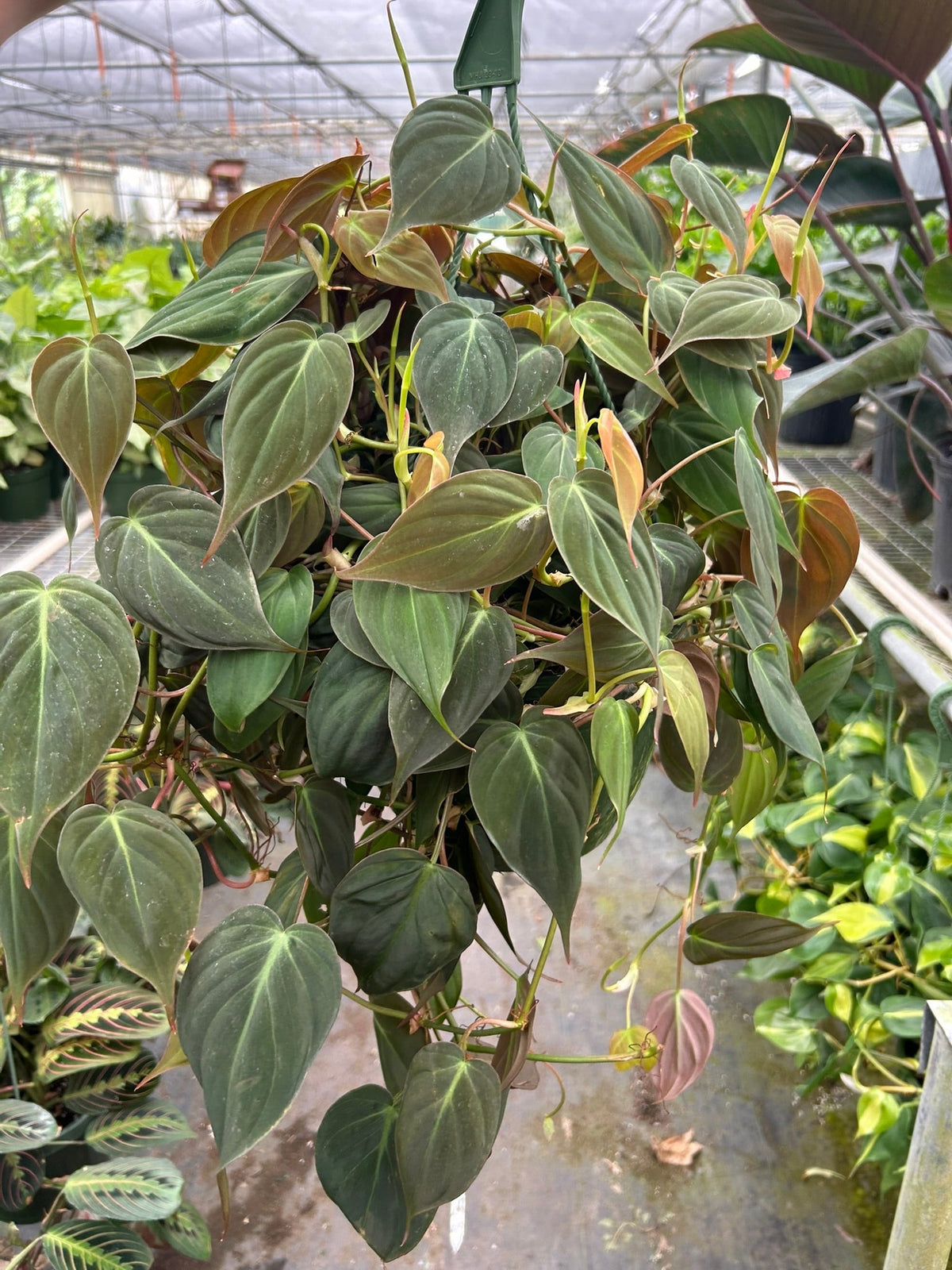 Filodendro 'Terciopelo'