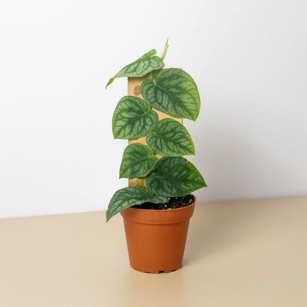Monstera 'Dubia' (Planta de Tejas)