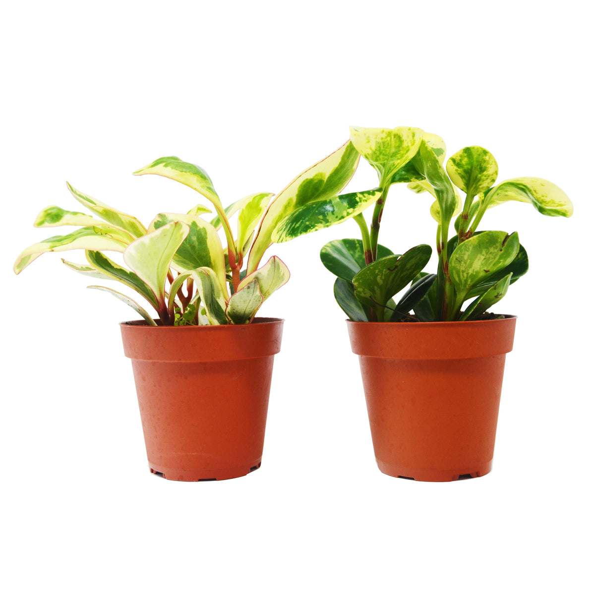 2盆4英寸盆栽椒草组合装——小叶圆叶椒草