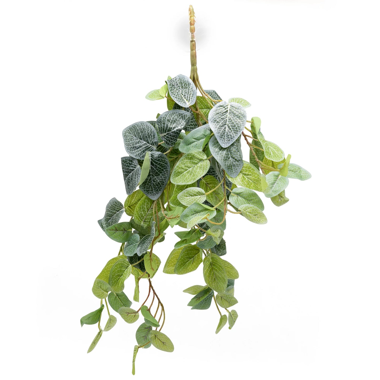 Pangea Fittonia Colgante 60 cm