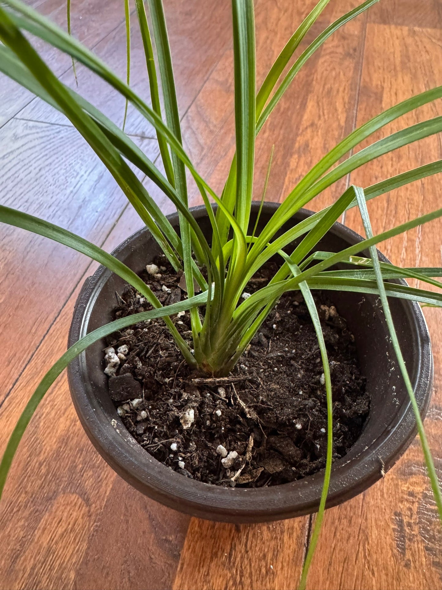 4" Ponytail Palm