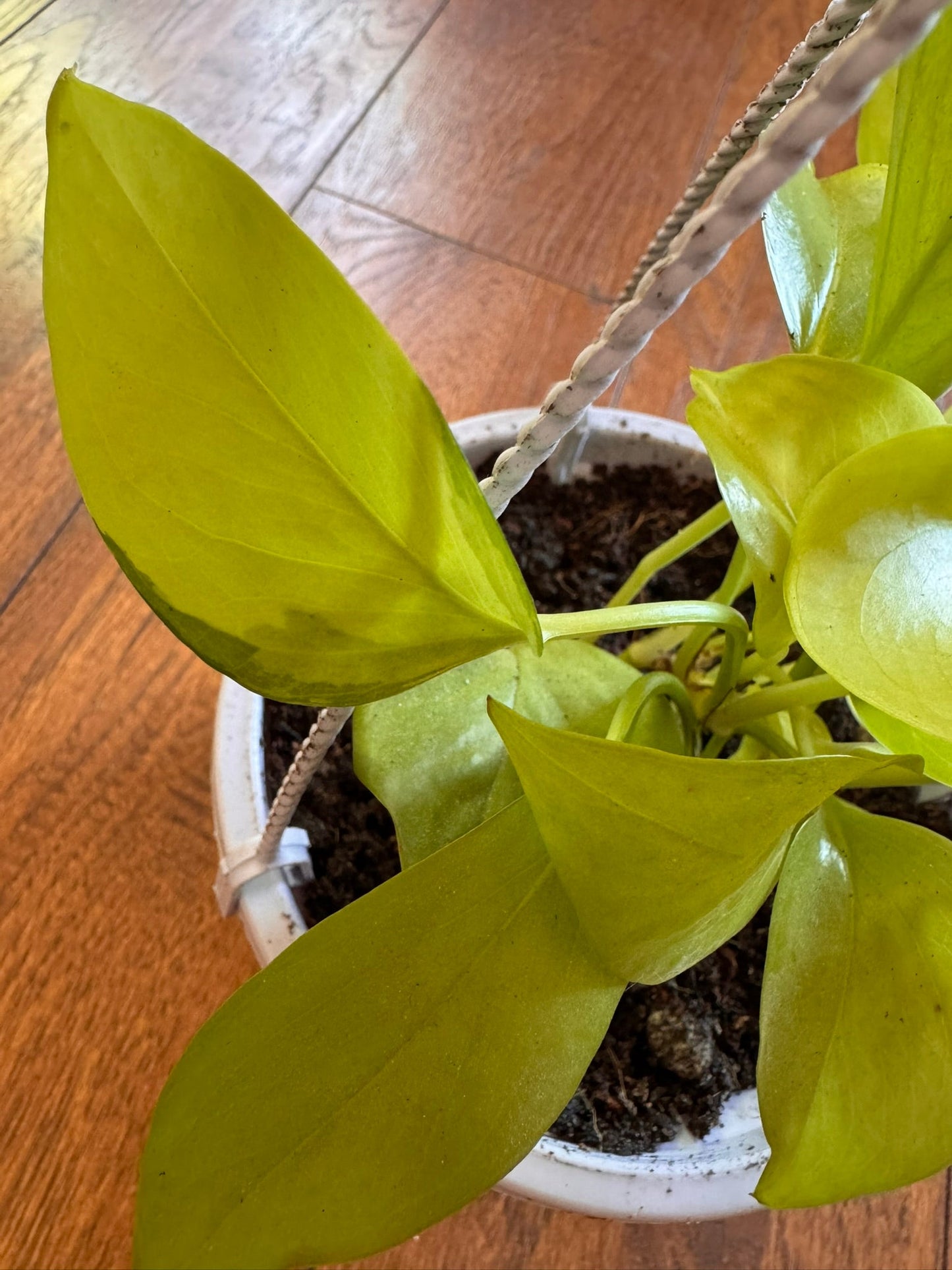 5" Neon Pothos Hanging Basket