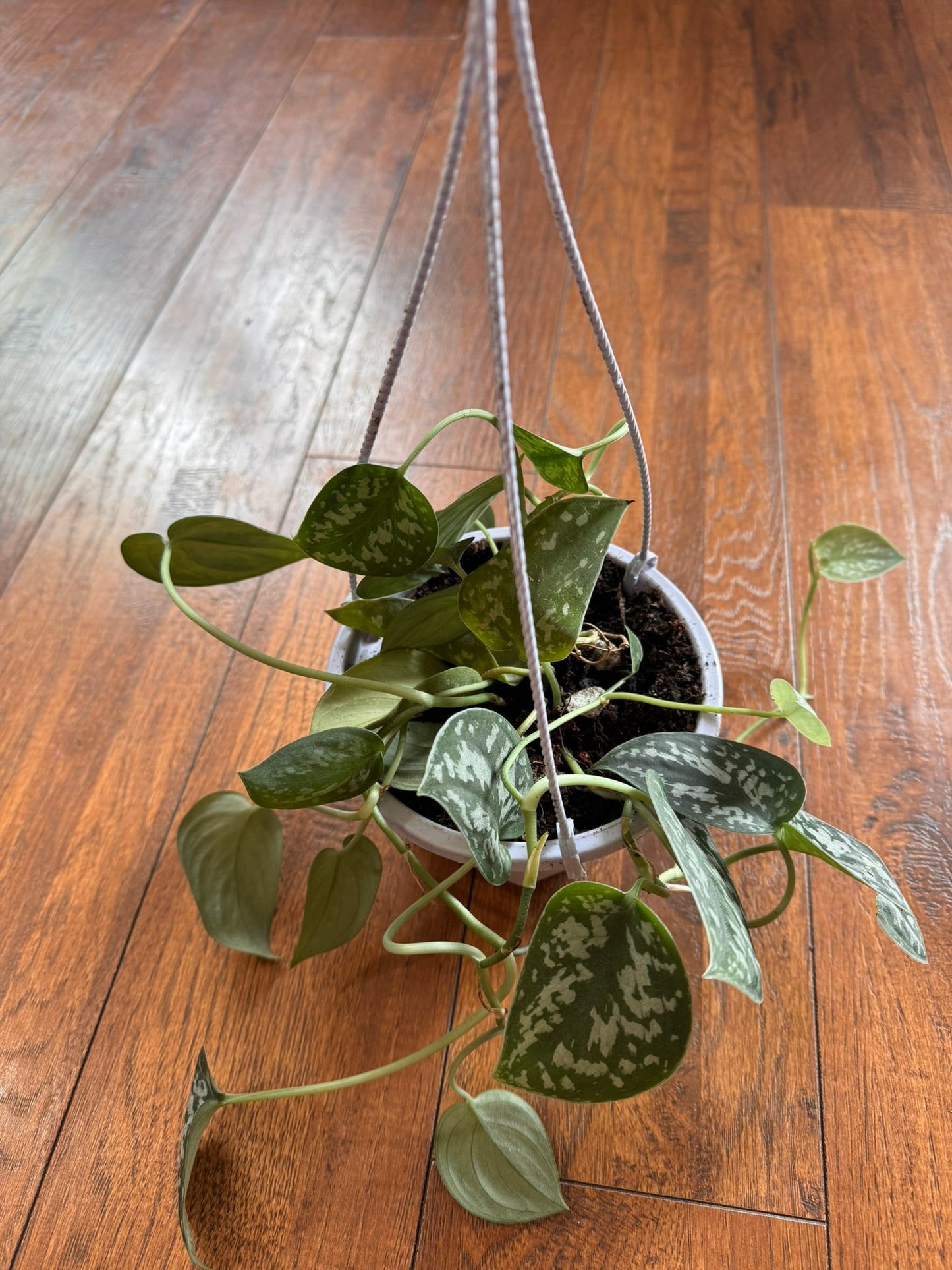 5" Scindapsus Pictus Hanging Basket