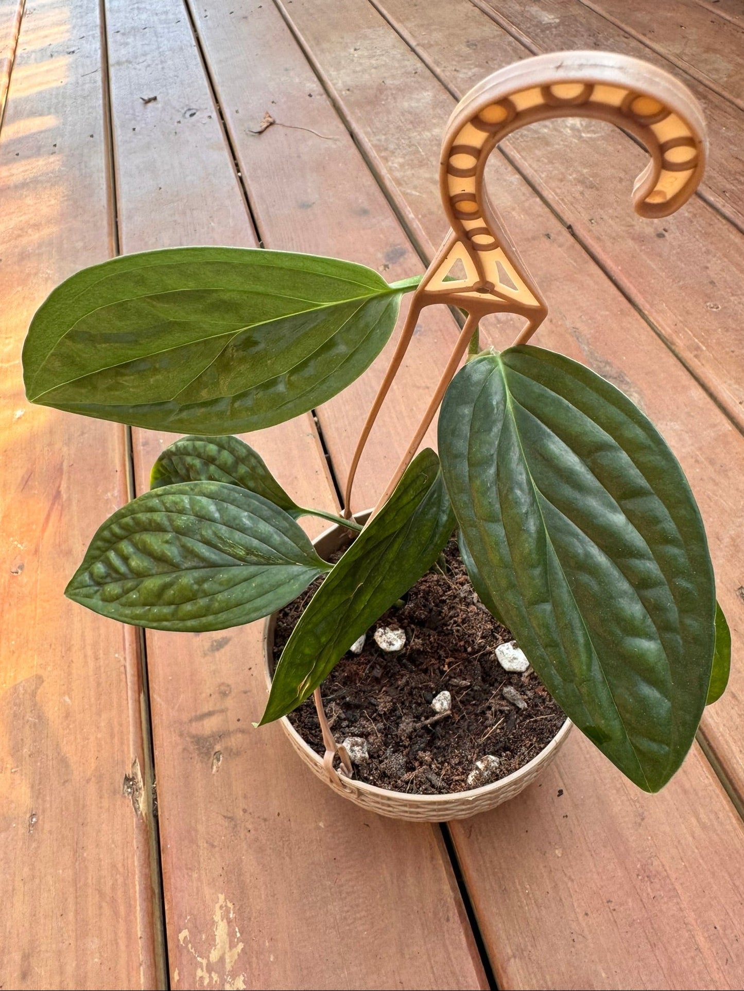 5" Monstera Peru Hanging Basket
