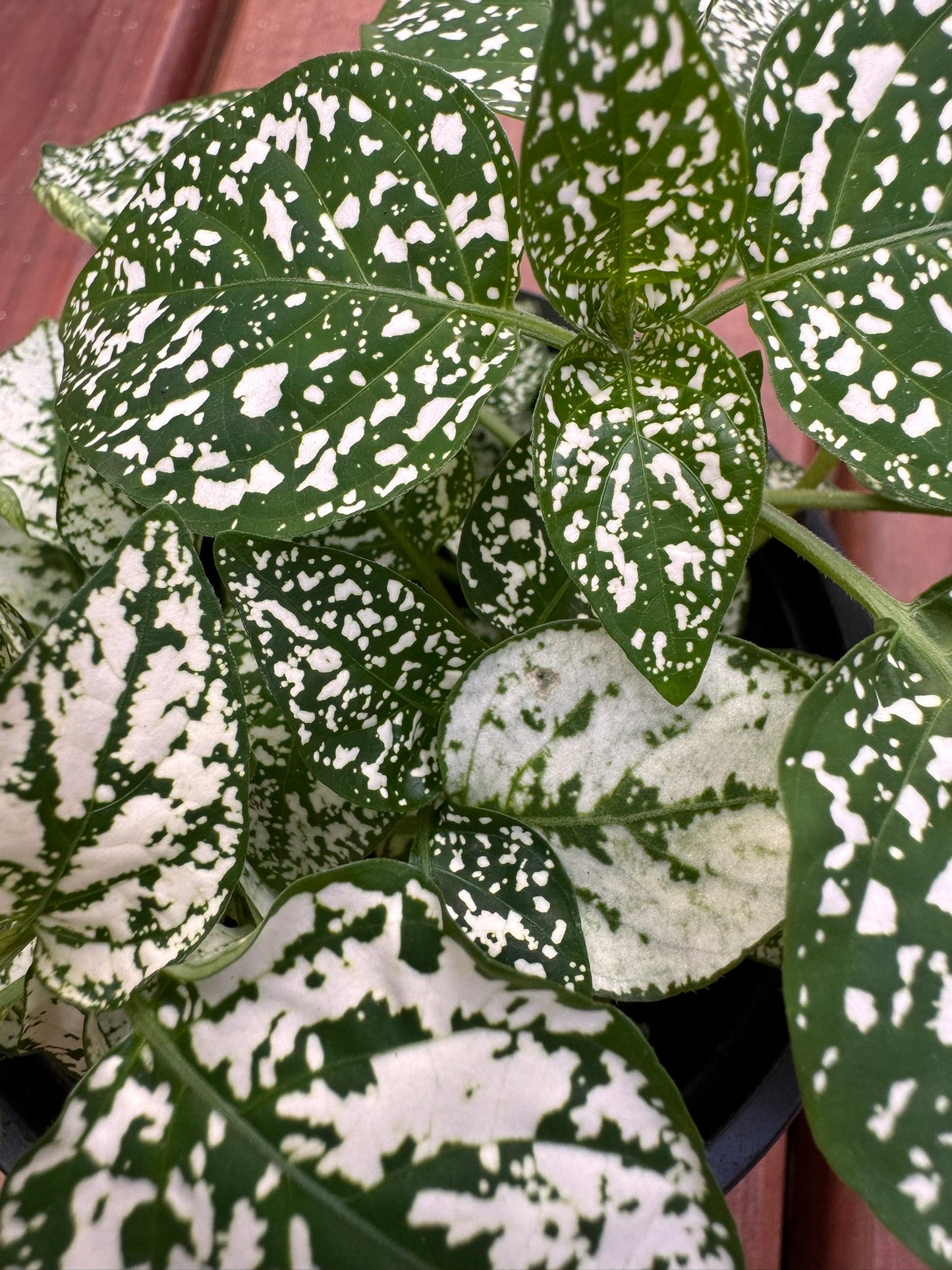 4" Polka Dot Plant