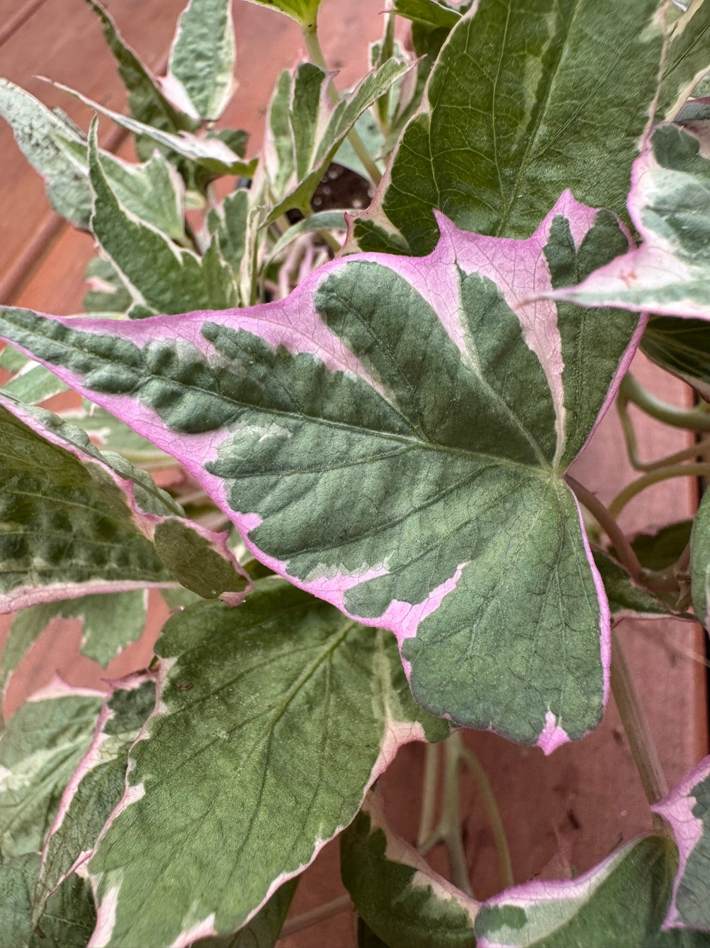 4" Sweet Potato Vine