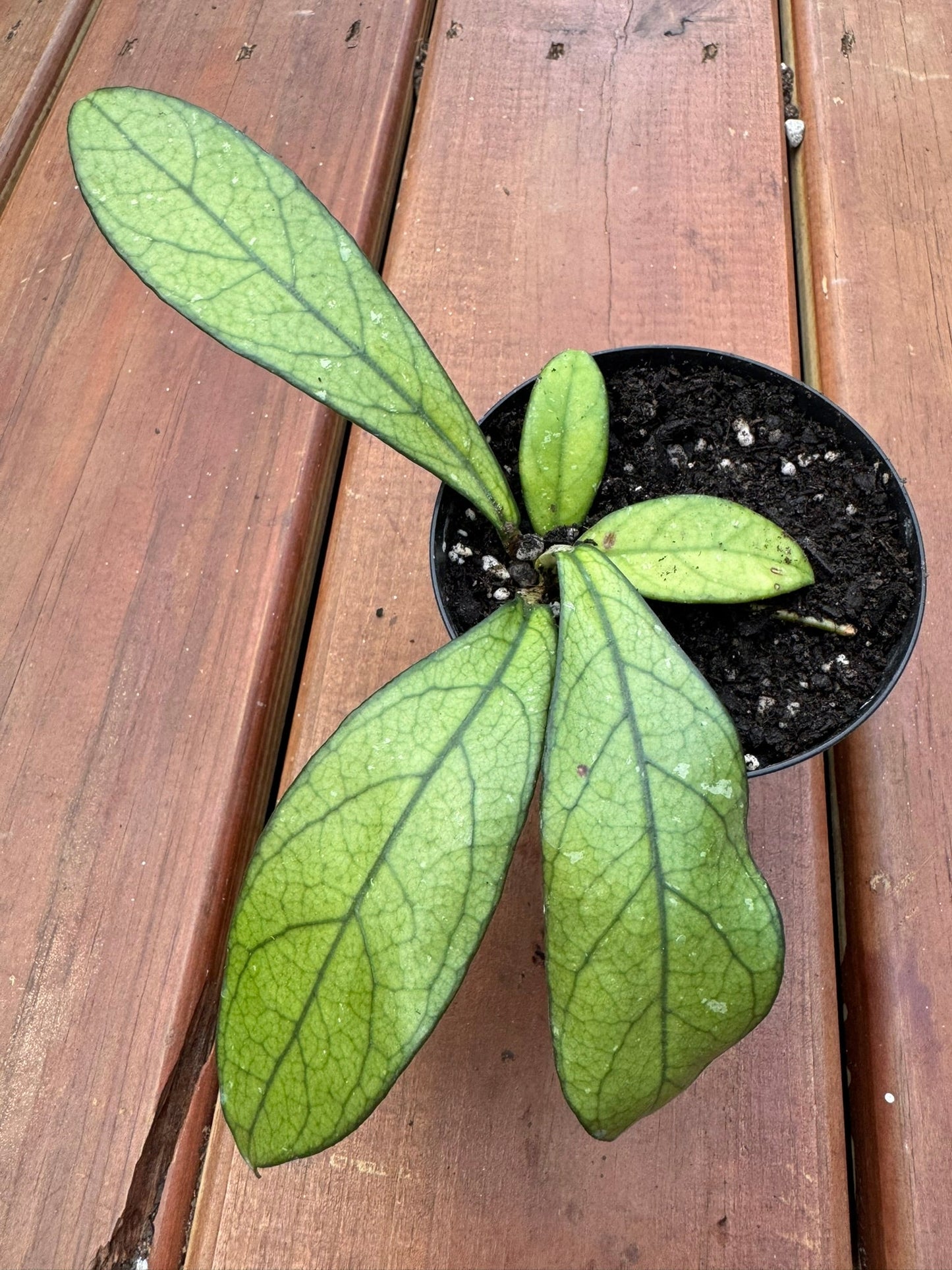 4" Hoya Crassipetiolata