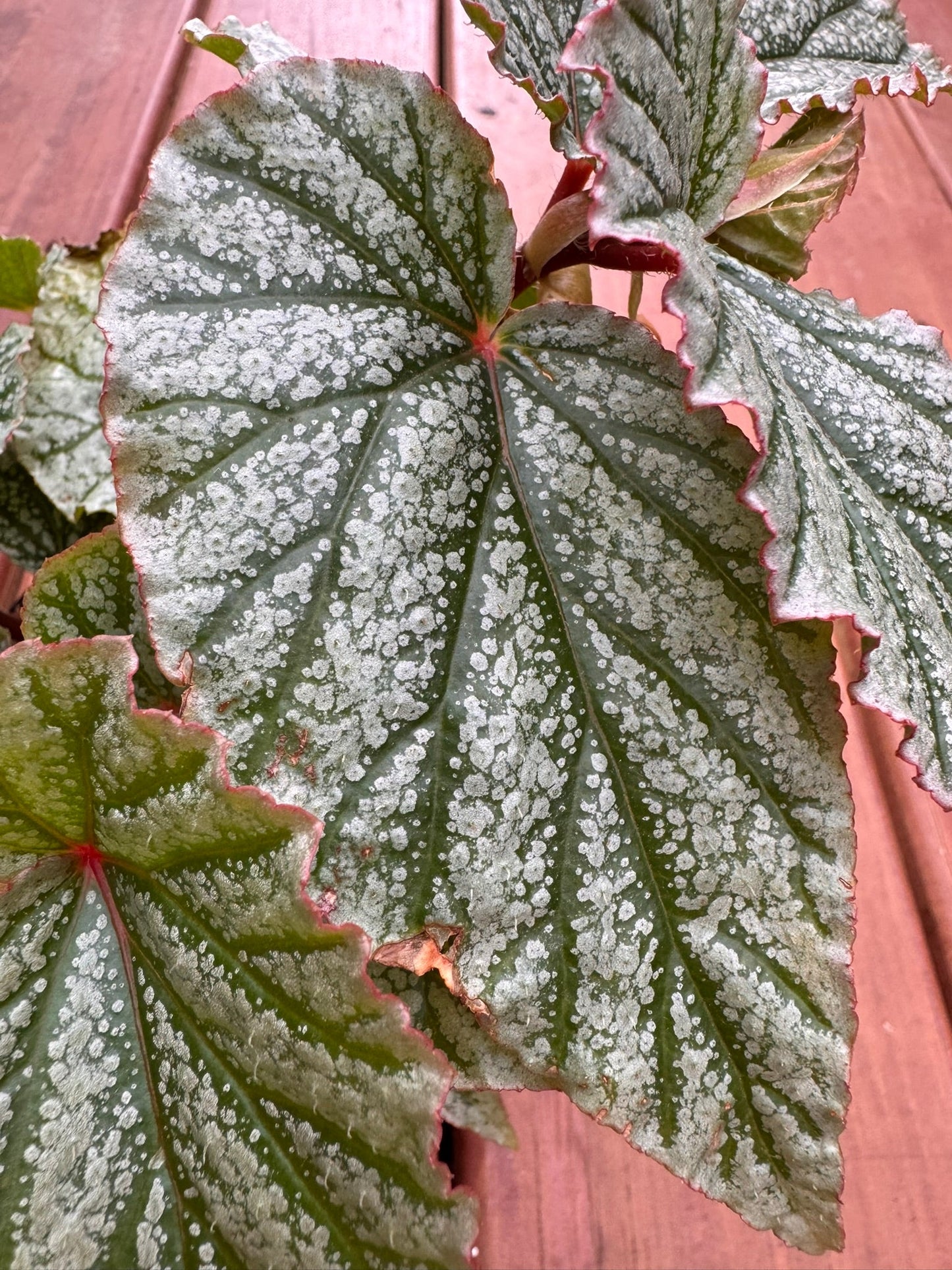 4" Begonia Frosty Angel Wing