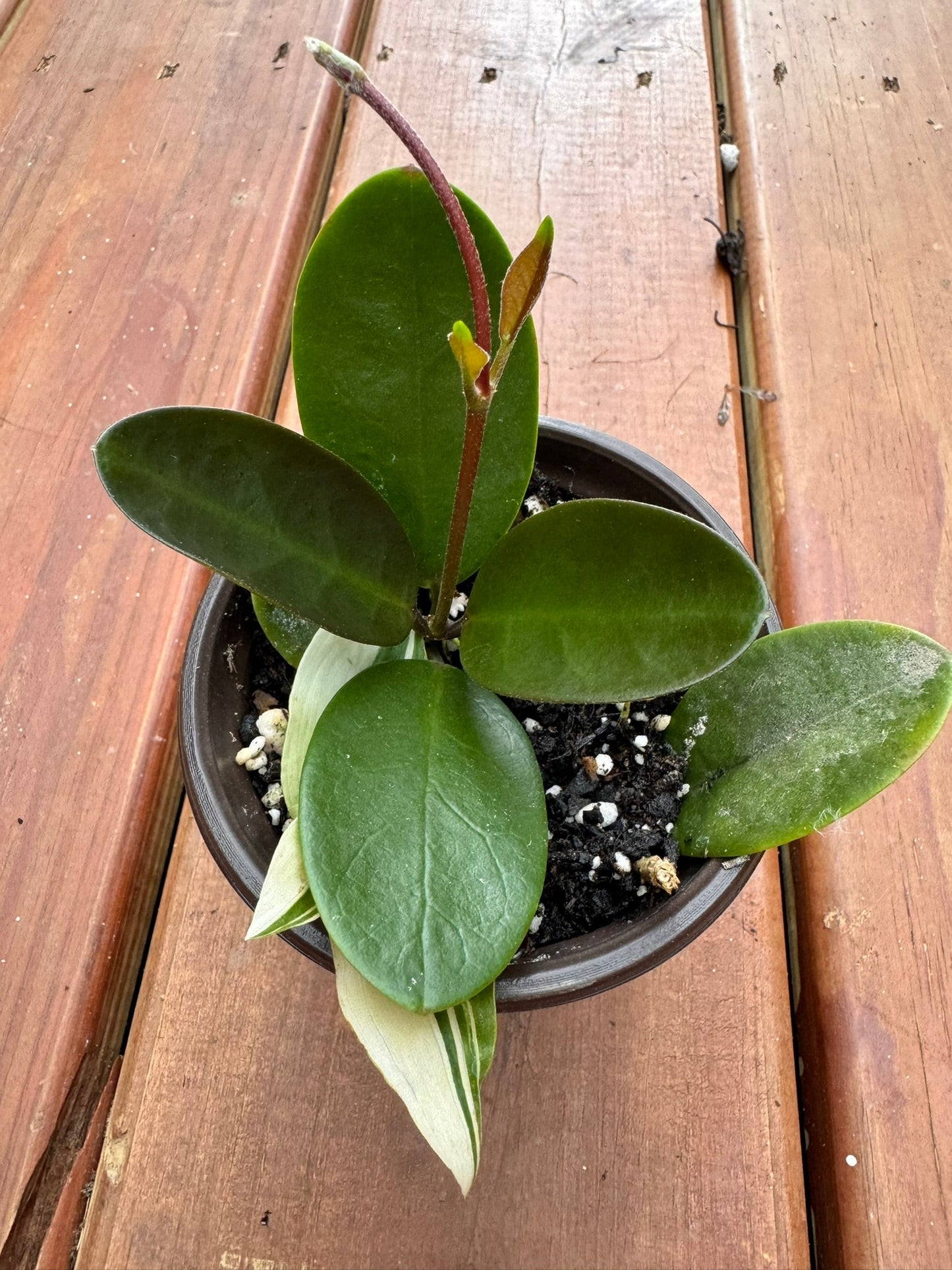 4" Hoya Australis