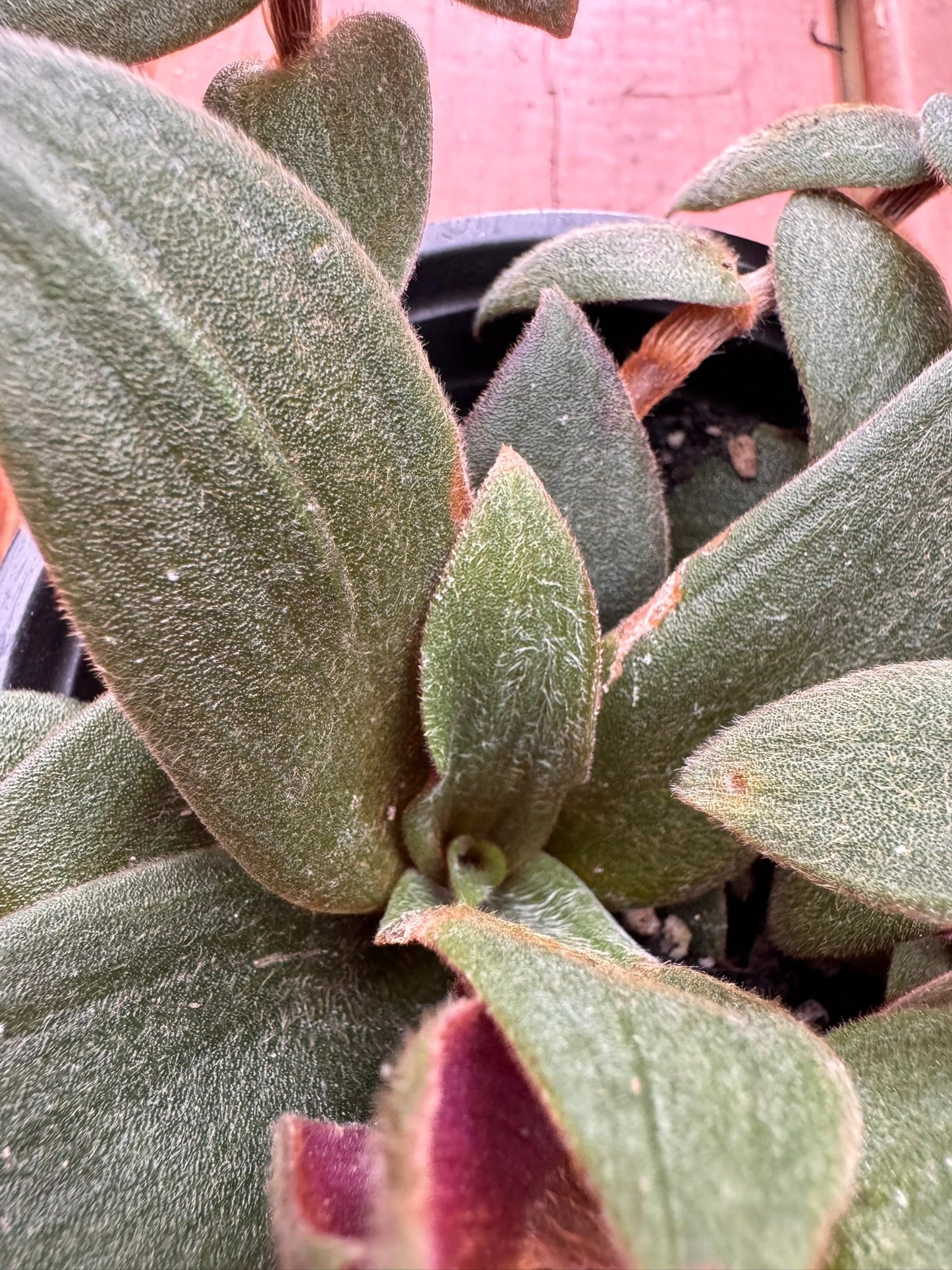 4" Tradescantia Teddy Bear Vine