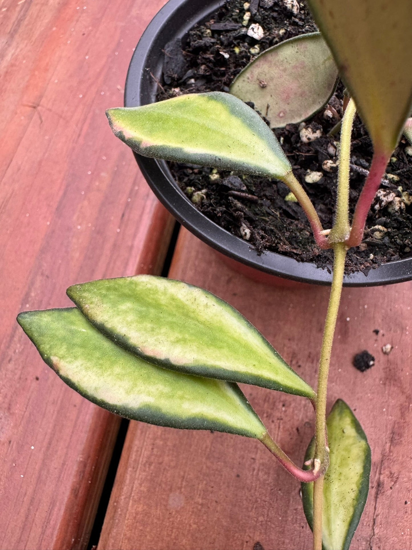 4" Hoya Variegated Burtonaie